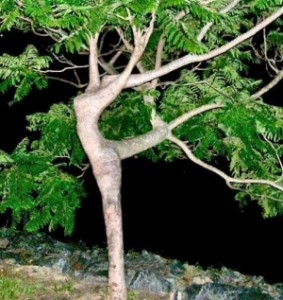 танцующее дерево